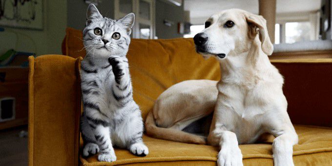 PD image alt dieren
